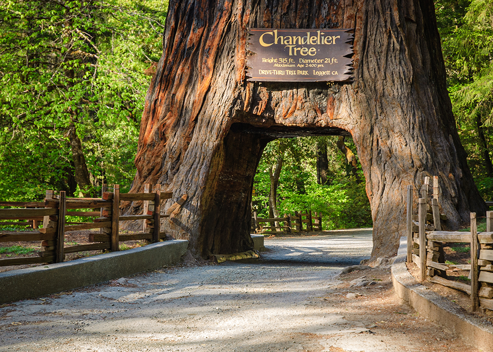 Chandelier Tree